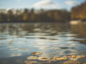 Превью обои вода, пруд, листья, опавшая листва, осень