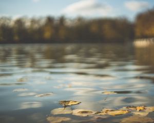 Превью обои вода, пруд, листья, опавшая листва, осень