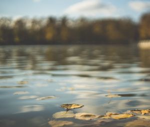 Превью обои вода, пруд, листья, опавшая листва, осень