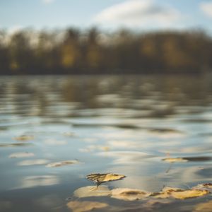 Превью обои вода, пруд, листья, опавшая листва, осень