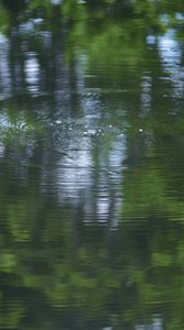 Превью обои вода, пруд, рябь, круги