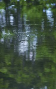 Превью обои вода, пруд, рябь, круги