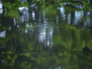 Превью обои вода, пруд, рябь, круги