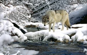 Превью обои вода, река, снег, весна, волк