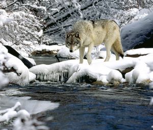 Превью обои вода, река, снег, весна, волк