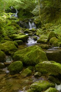 Превью обои вода, река, водопад, камни, мох, зелень, природа
