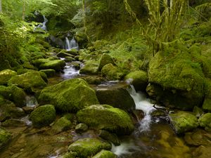 Превью обои вода, река, водопад, камни, мох, зелень, природа