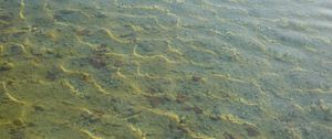 Превью обои вода, рябь, прозрачный, дно