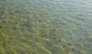 Превью обои вода, рябь, прозрачный, дно