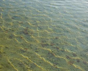 Превью обои вода, рябь, прозрачный, дно