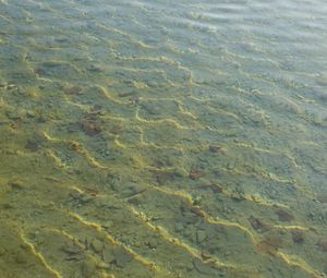 Превью обои вода, рябь, прозрачный, дно