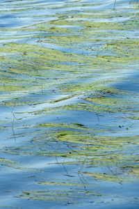 Превью обои вода, волны, трава, водоросли