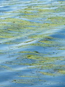 Превью обои вода, волны, трава, водоросли