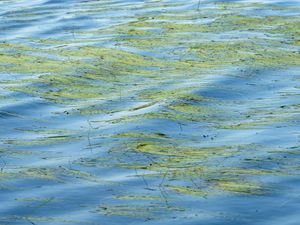 Превью обои вода, волны, трава, водоросли