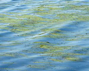 Превью обои вода, волны, трава, водоросли