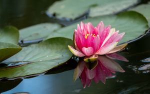 Превью обои водяная лилия, лепестки, цветок, пруд