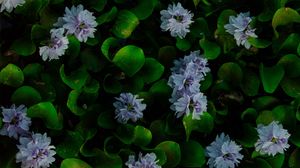 Превью обои водяной гиацинт, цветы, листья, растение, макро