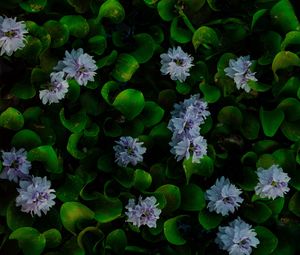 Превью обои водяной гиацинт, цветы, листья, растение, макро