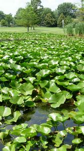 Превью обои водоём, камыши, растения, природа