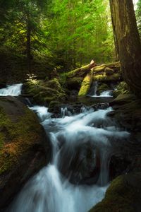 Превью обои водопад, брызги, коряги, мох