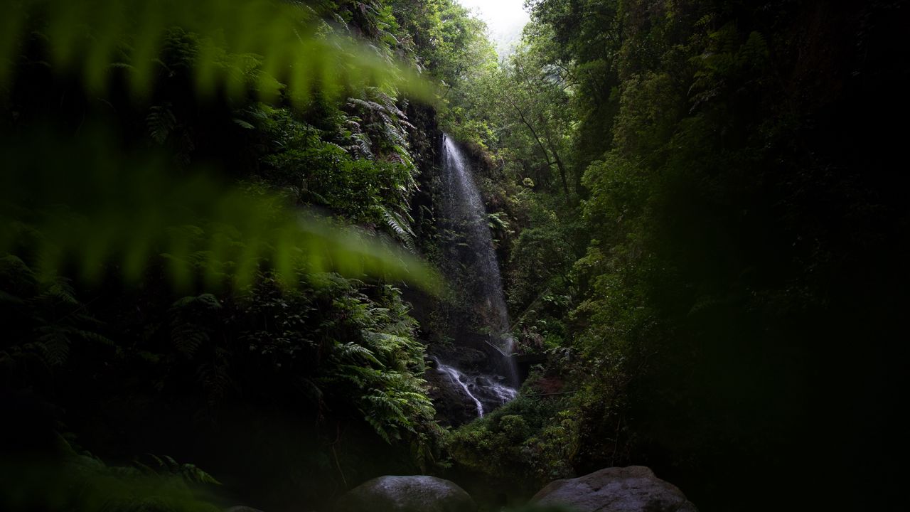 Обои водопад, джунгли, темный, растительность, природа