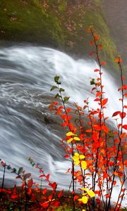 Превью обои водопад, листья, осень, течение