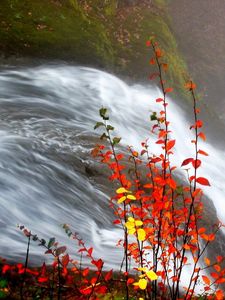 Превью обои водопад, листья, осень, течение