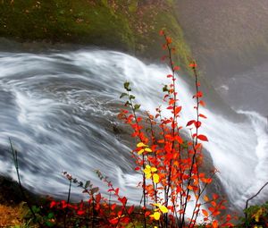 Превью обои водопад, листья, осень, течение
