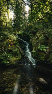 Превью обои водопад, папоротник, деревья, лучи, вода