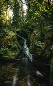 Превью обои водопад, папоротник, деревья, лучи, вода