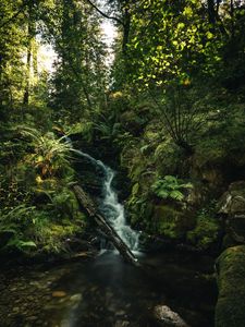 Превью обои водопад, папоротник, деревья, лучи, вода
