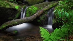 Превью обои водопад, папоротник, камни, мох