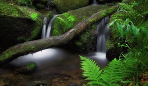 Превью обои водопад, папоротник, камни, мох