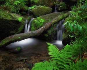 Превью обои водопад, папоротник, камни, мох