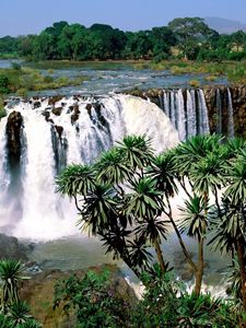Превью обои водопад, растительность, дерево, потоки, вода