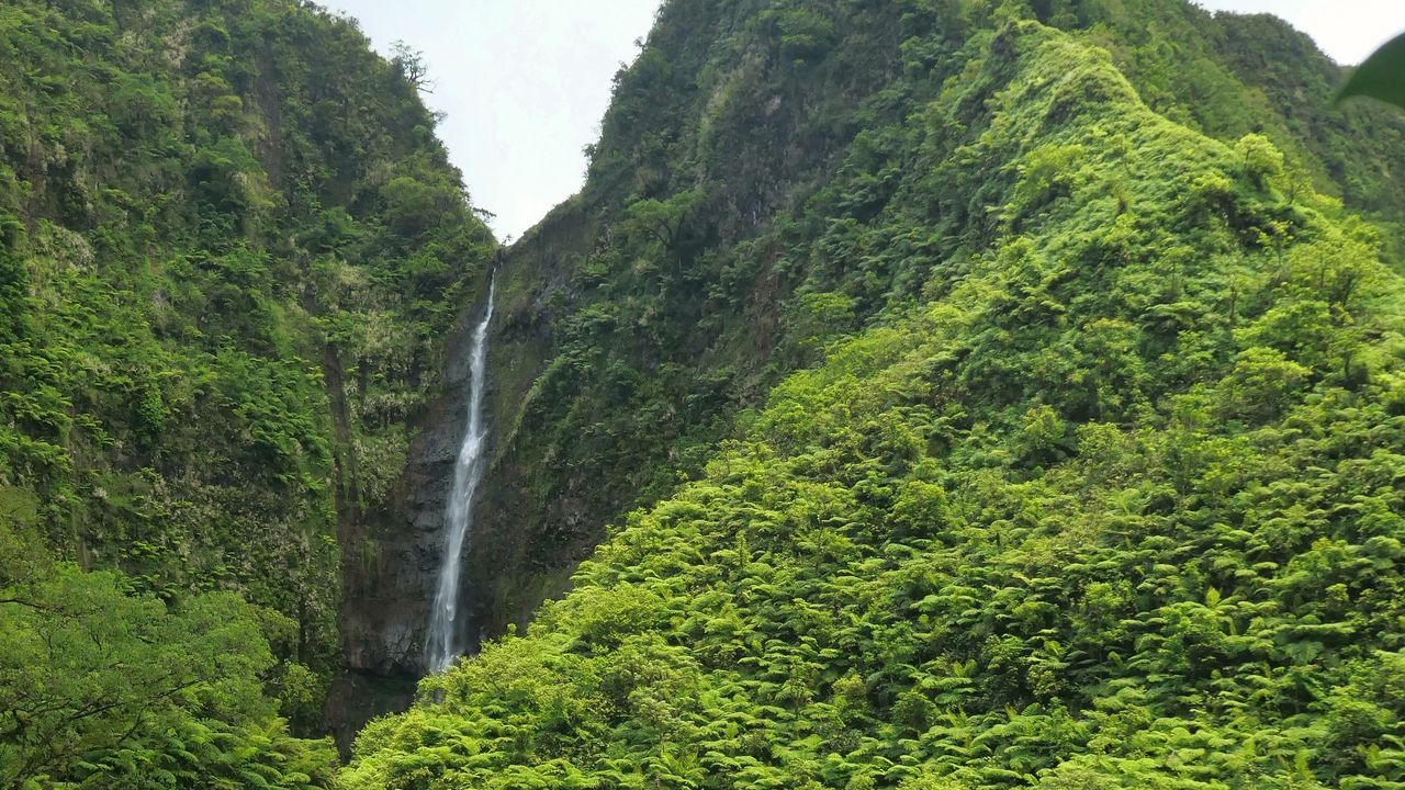 Обои водопад, скала, растения, поток