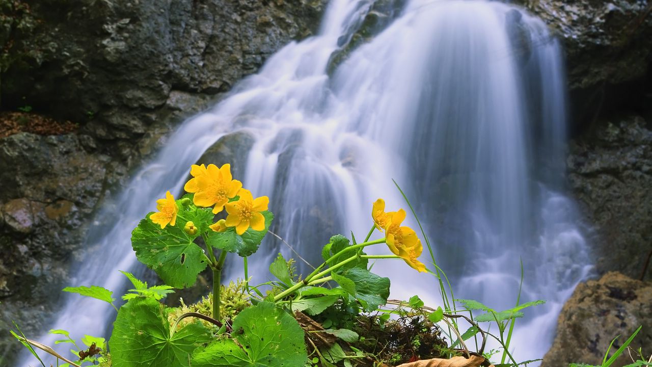 Обои водопад, скалы, цветок