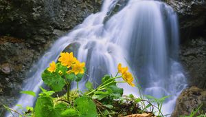 Превью обои водопад, скалы, цветок