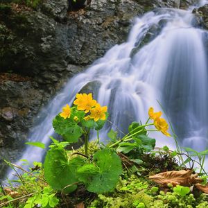 Превью обои водопад, скалы, цветок