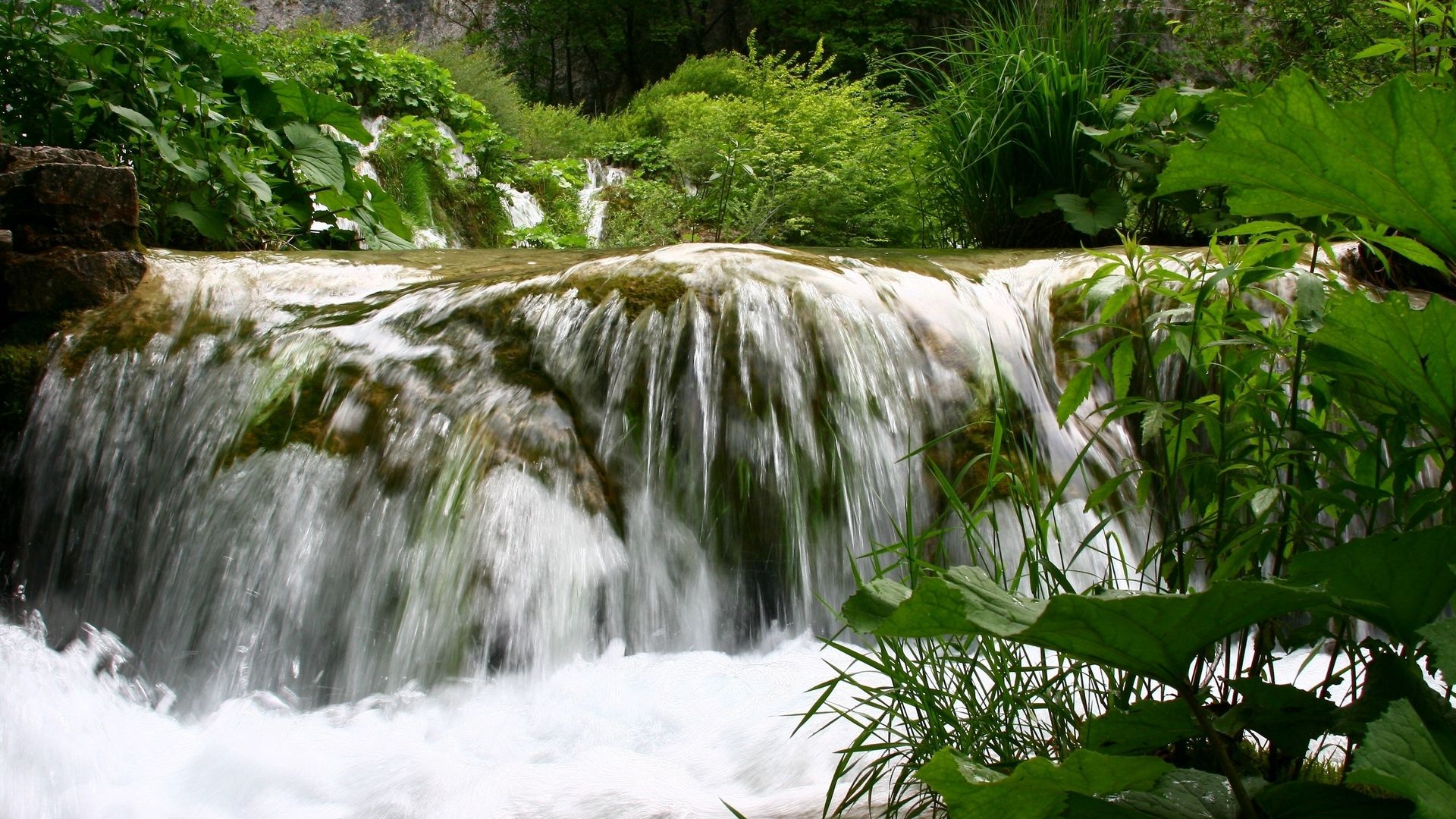 Фасоль водопад желтый фото