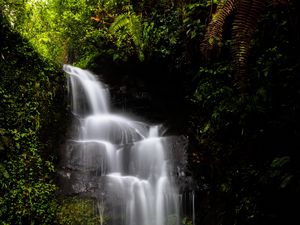 Превью обои водопад, вода, джунгли, растительность, природа