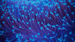 Превью обои водоросли, подводный, блюр, синий