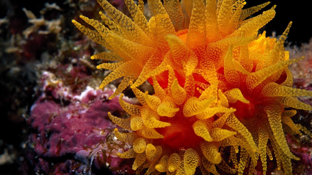 Обои водоросли, подводный мир, океан, глубина, дно