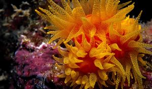 Превью обои водоросли, подводный мир, океан, глубина, дно