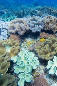 Превью обои водоросли, подводный мир, разноцветный, поверхность