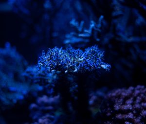 Превью обои водоросли, растение, синий, подводный, глубина