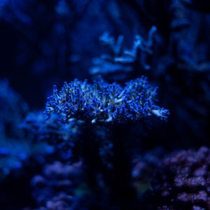 Превью обои водоросли, растение, синий, подводный, глубина