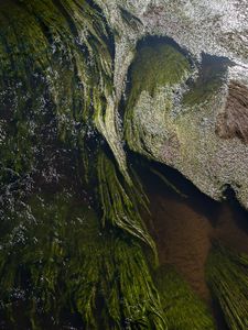 Превью обои водоросли, вода, блики, волны, волнистый