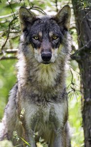 Превью обои волчица, волк, хищник, дикая природа, размытие