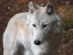 Превью обои волк, белый, дикий, хищник, морда, желтоглазый